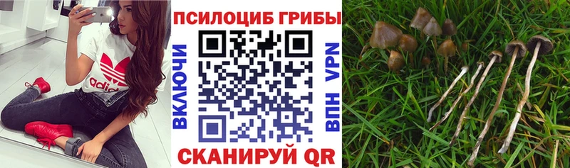 Псилоцибиновые грибы Magic Shrooms Купить Ставрополь